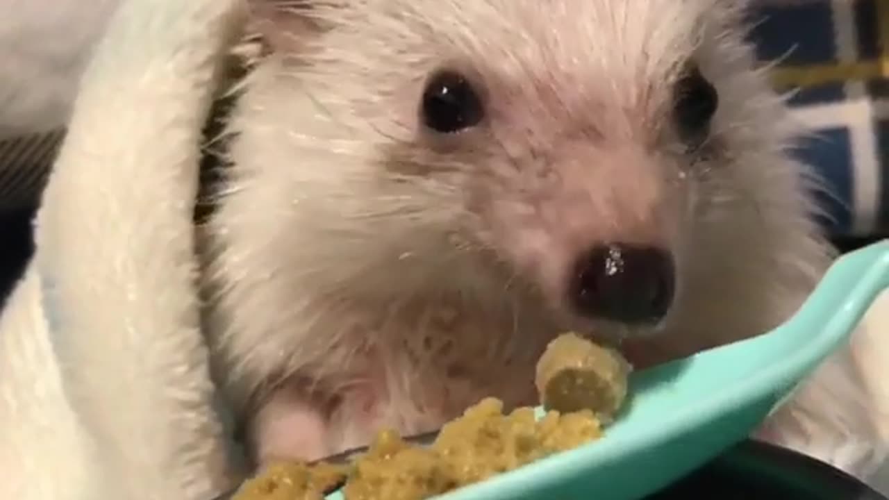 Cute and funny animals
