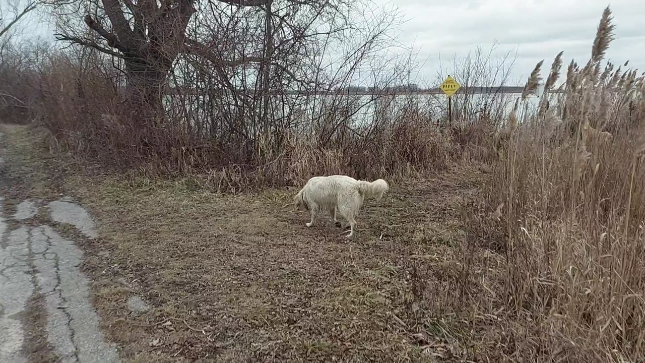 Swan calls trout pond