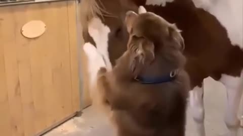 Funniest and Cute Horse Videos Compilation cute moment of the horses - Cute Baby Horses #2
