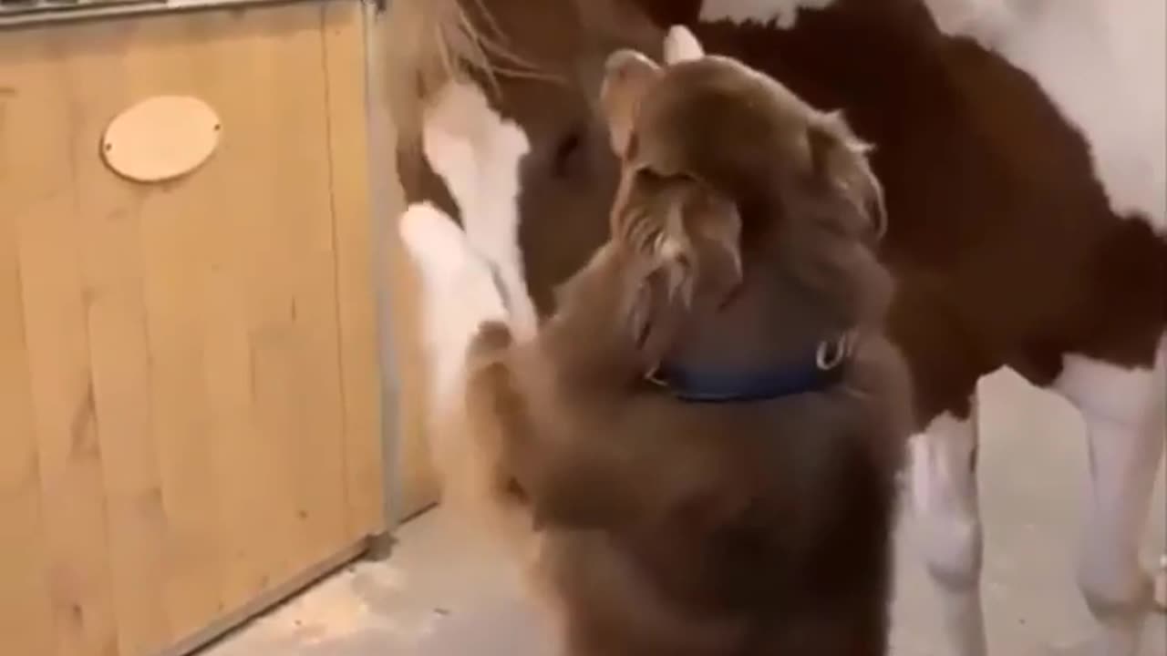 Funniest and Cute Horse Videos Compilation cute moment of the horses - Cute Baby Horses #2