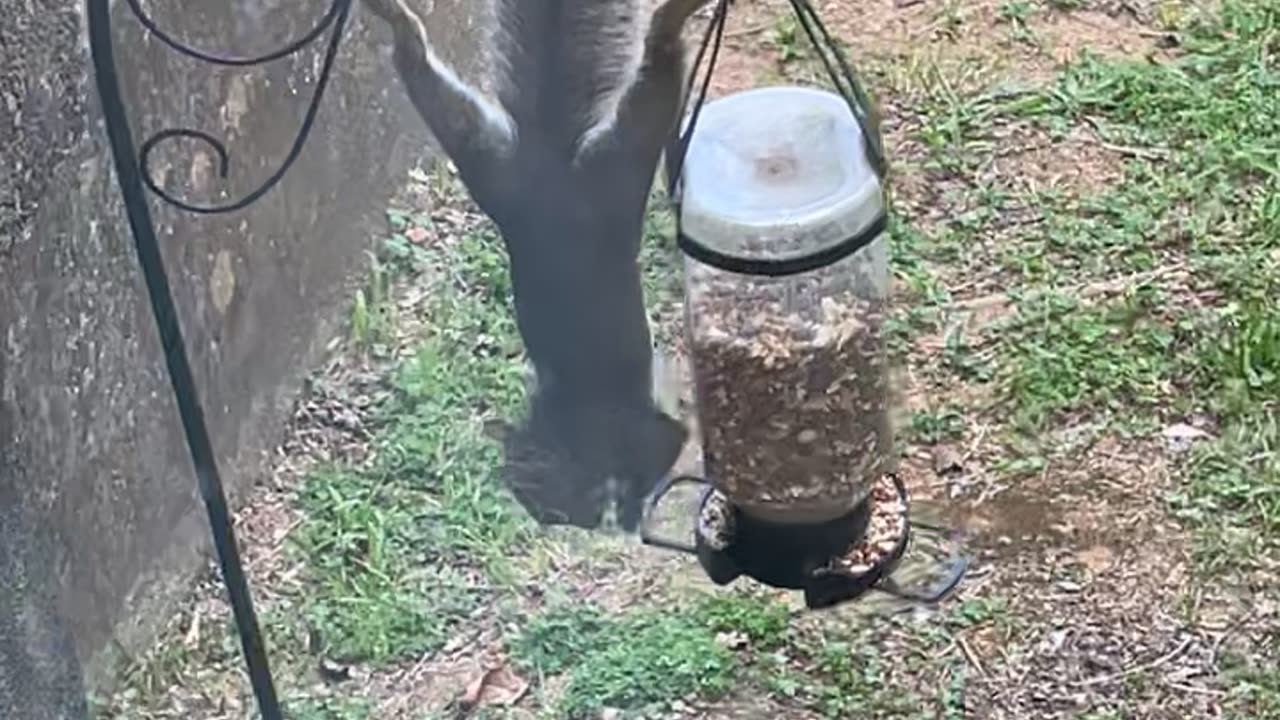 Squirrel Hangs Upside Down To Steal Bird Food