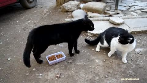 Cats Playing Video 😄🐱🐾