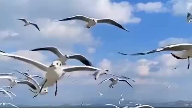 Seagull
