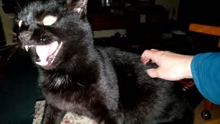 Funny Cat Freak Out Cat is Grumpy in the morning