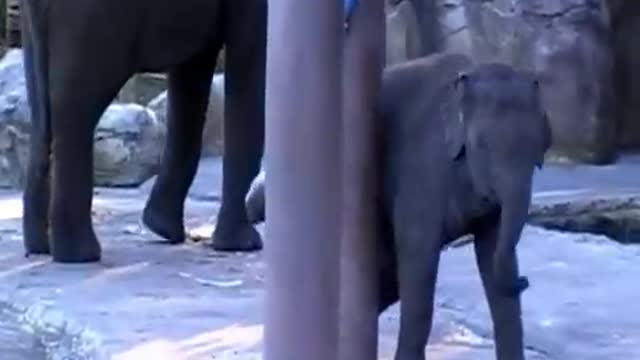 Baby elephant gets stuck