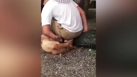 FUNNY ANIMALS