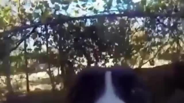 dog took humans phone and run, funny dog , fun with dog