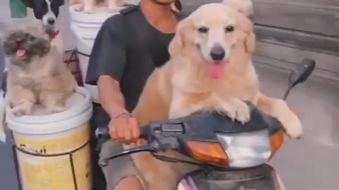 Funny video (Dogs ride)