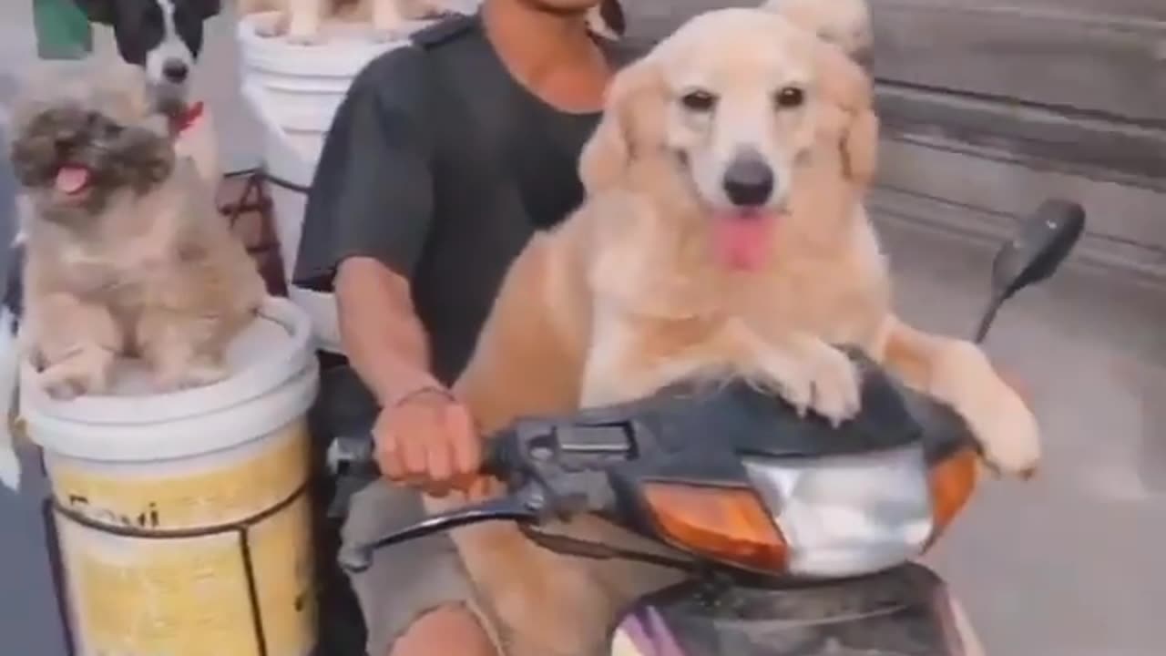 Funny video (Dogs ride)