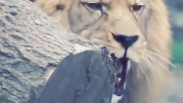 Lion of the World