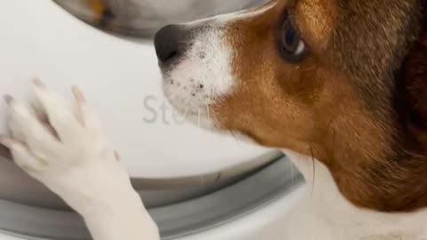 Pup Patiently Waits for Laundered Friend