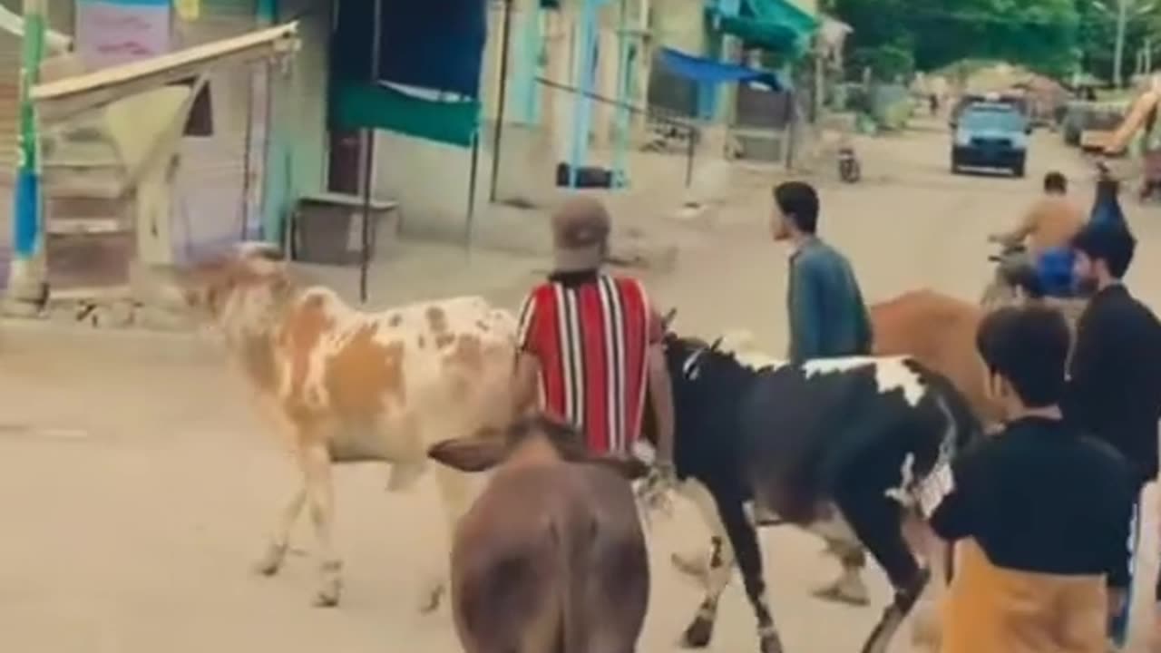 Cow fun with man