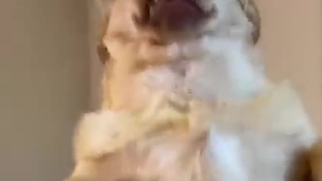 funny dogs videos