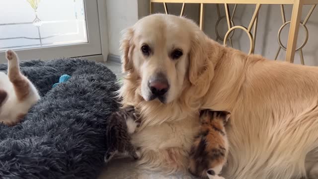 Mom Cat and Tiny Kittens Love their Best Friend Golden Retriever