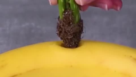 How to never need to buy food again