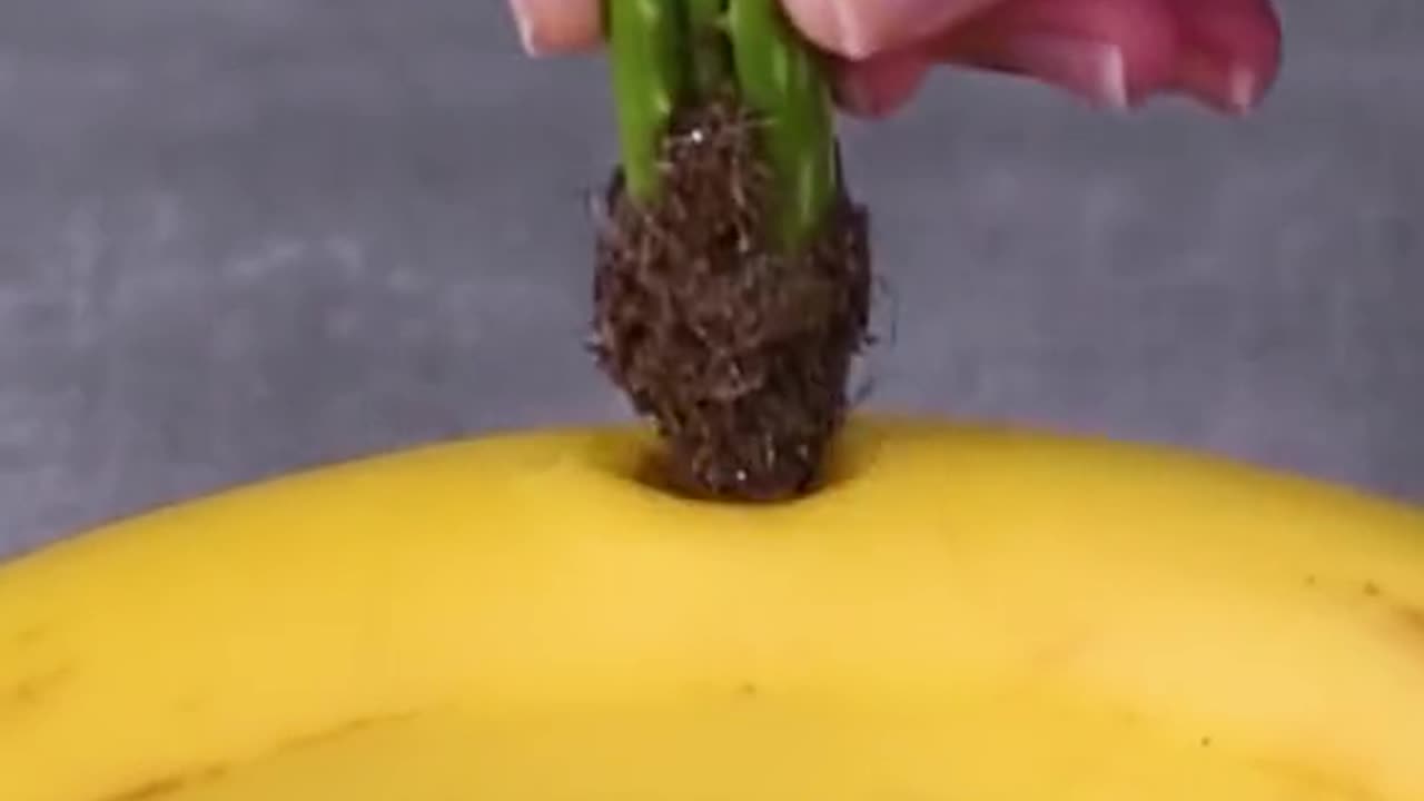 How to never need to buy food again