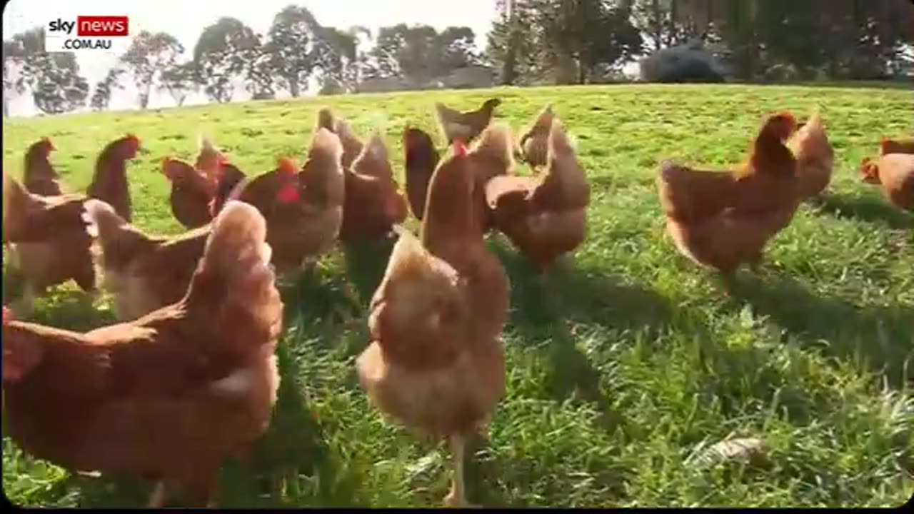 Australia Begins Culling Food Supply Due to "Bird Flu"