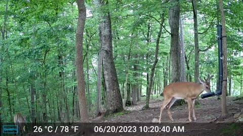 The Woods – 06/21/2023
