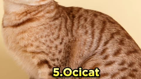 "Must see! TOP 10 Cat Breeds That Will Steal Your Heart!"