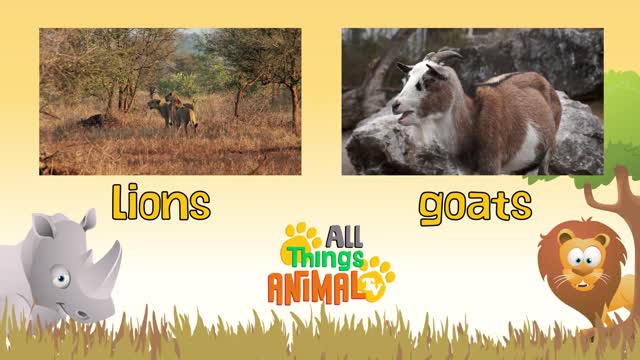 GIRAFFE | Animals For Kids | Educational Videos to Learn about Animals