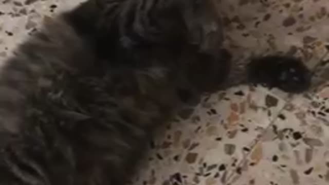 Big cat playing like a baby