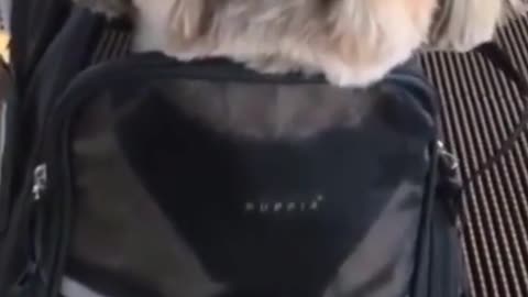 of an animal
