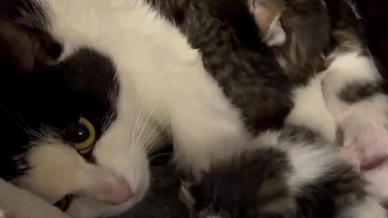 two cats with 9 born kittens