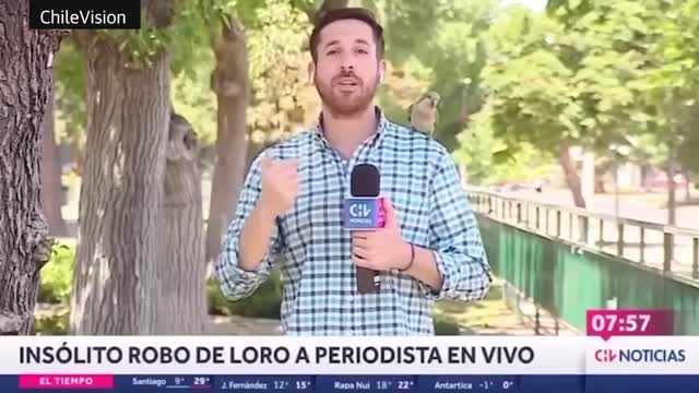 Pesky parrot steals reporter's earphone live on air in Chile