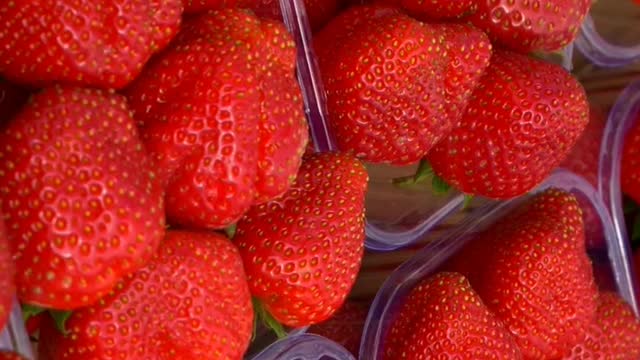 Greenhouse Strawberry Harvest