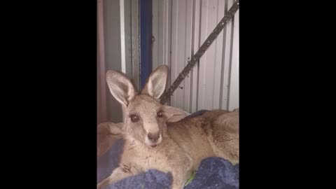 sonny the orphaned joey