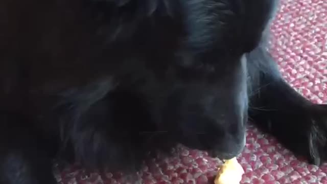 Black German Shepherd enjoying some frozen yogurt