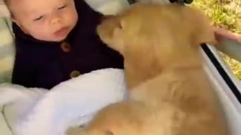 Funny and cute dog