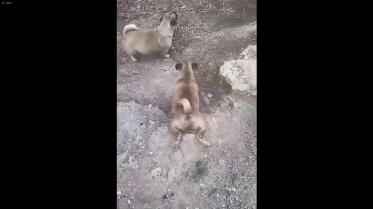 You Laugh You Lose Dogs And Cats New Funny Animals