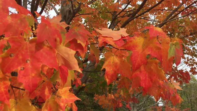 relaxation videos trees with red leaves