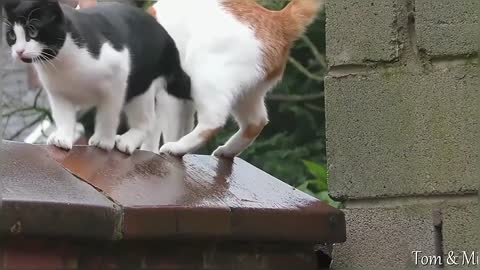 Funny & Cute Cat Compilation Video