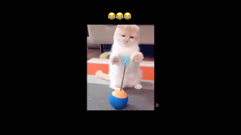 Funny animal videos