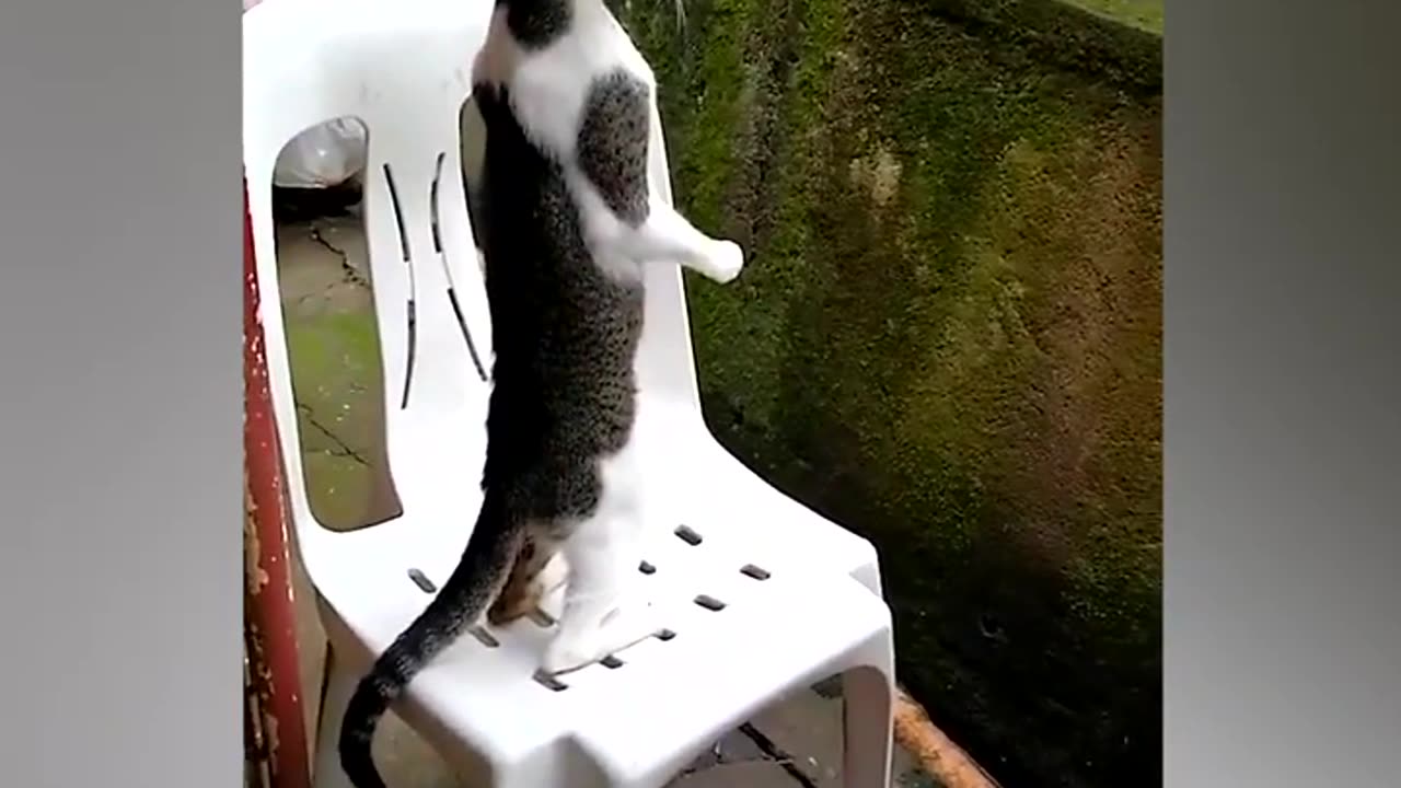 Cat funny Comedy Video 😂😂😂