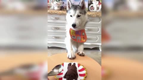 Funny Dog Reaction to Cutting Cake