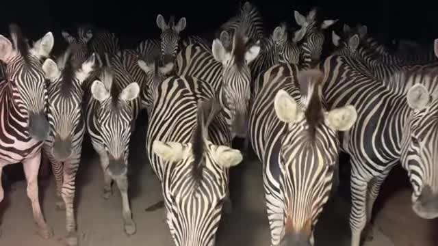 zebras