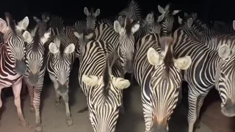 zebras