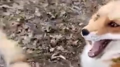 Fix laugh funny video