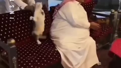 The End Funny Videos