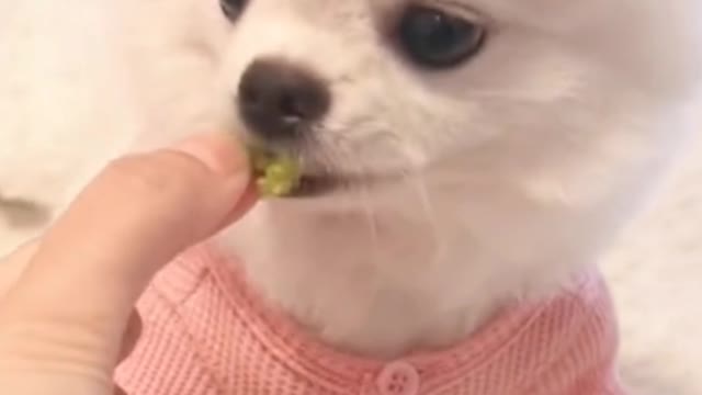 A dog with a healthy diet, very vegetarian.