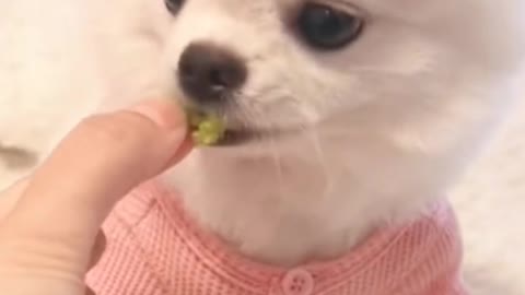 A dog with a healthy diet, very vegetarian.