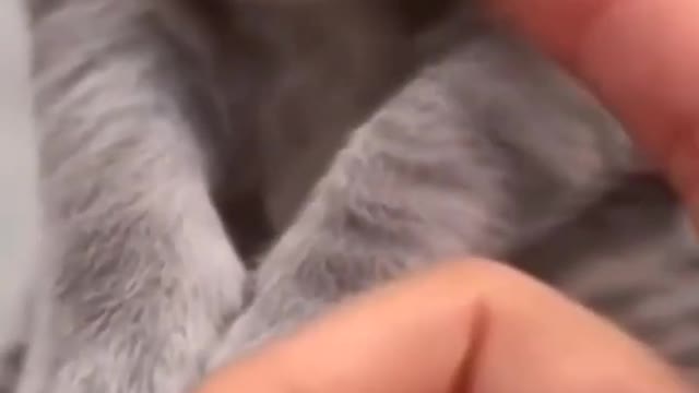 CUTE CATS
