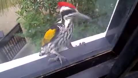 Woodpecker gone mad!