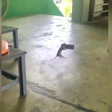 "Melodies of the Tin: Unraveling the Curious Tale of a Musical Rat"