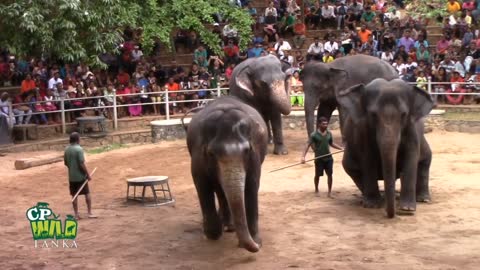 Sir lankan elephant game 1