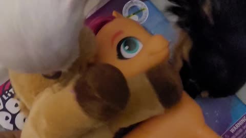 Chihuahua birthday pony