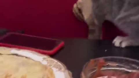 Funniest Animals Video - Best Cats😹 and Dogs🐶 Videos of 2022 Compilation